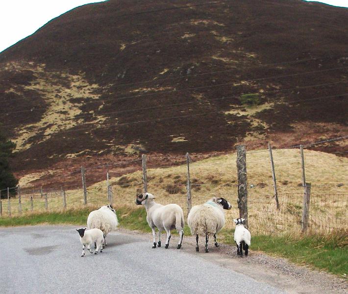 Perth-Aviemore, overzicht dag3, (69).JPG